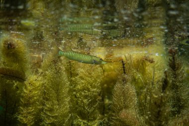 Avustralya 'da bir gölde küçük bir turna balığı, göl çimlerinin altında yüzen turna balığı.