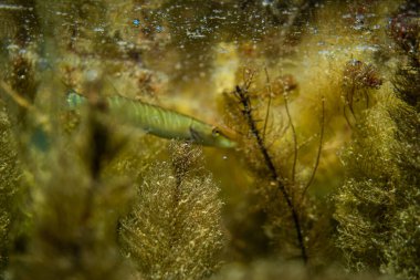 Avustralya 'da bir gölde küçük bir turna balığı, göl çimlerinin altında yüzen turna balığı.