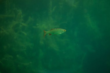 Rutilus Rutilus - Avustralya 'da güzel bir gölde hamamböceği balığı, gölde sualtı fotoğrafçılığı