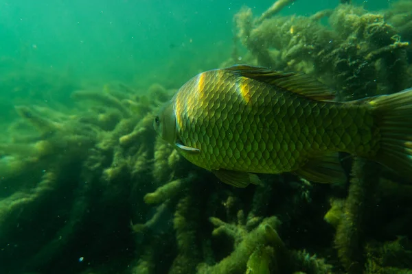 Karper Onder Waterbeeld Fotografie Vissen Onderwaterfotografie Wilde Dieren Oostenrijk — Stockfoto