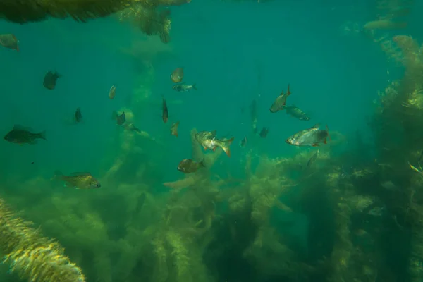 Karaluch Pod Wodnym Obrazem Pięknym Jeziorze Austrii Podwodne Zdjęcia — Zdjęcie stockowe
