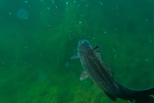 Carpa Bajo Imagen Del Agua Fotografía Peces Fotografía Bajo Agua — Foto de Stock