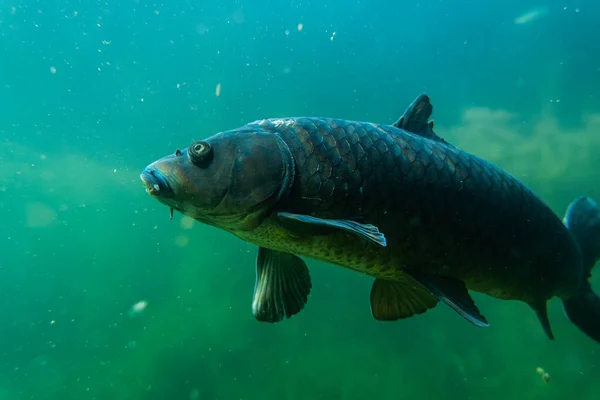 Suyun altında sazan balığı, balık fotoğrafçılığı, sualtı fotoğrafçılığı, Avustralya gölü yaban hayatı.