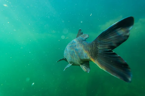 Karper Onder Waterbeeld Fotografie Vissen Onderwaterfotografie Wilde Dieren Oostenrijk — Stockfoto