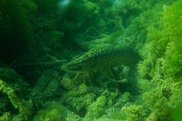 Suyun altındaki turna balığı, suyun altındaki bebek turna balığı, sualtı vahşi yaşam fotoğrafçılığı.