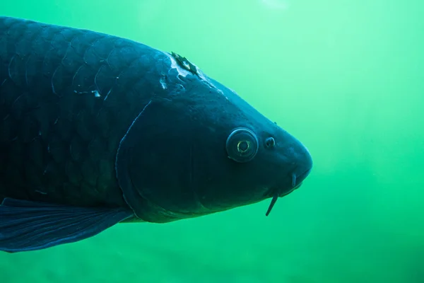 Karper Onder Waterbeeld Fotografie Vissen Onderwaterfotografie Wilde Dieren Oostenrijk — Stockfoto