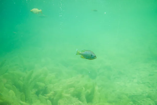 Zonnebank Onder Water Met Wat Meergras Mooie Vissen Onder Water — Stockfoto
