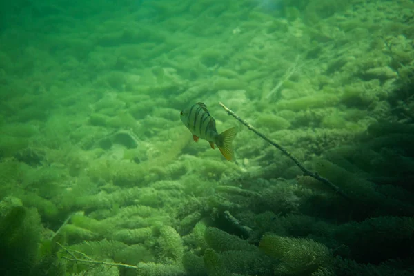 Perche Sous Photographie Sous Marine Dans Lac Autriche Étonnante Photographie — Photo