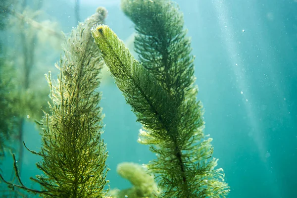 Підводна Флора Підводні Рослини Річки Озера Ставок — стокове фото
