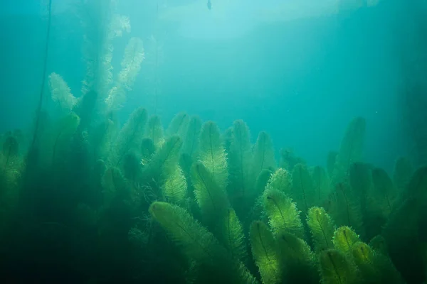 Υποβρύχια Χλωρίδα Υποβρύχια Φυτά Ποταμών Λιμνών Λίμνη — Φωτογραφία Αρχείου