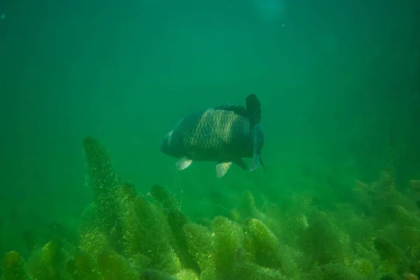 Karp Pod Wodą Fotografia Jeziorze Austrii Niesamowite Podwodne Zdjęcia Ryb — Zdjęcie stockowe