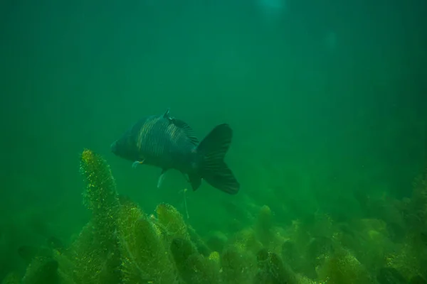 Karp Pod Wodą Fotografia Jeziorze Austrii Niesamowite Podwodne Zdjęcia Ryb — Zdjęcie stockowe