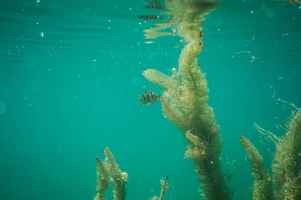 オーストリアの湖で撮影された水中魚の写真です — ストック写真