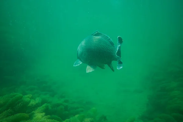 Carp Water Photography Lake Austria Amazing Underwater Fish Photography — Stock Photo, Image
