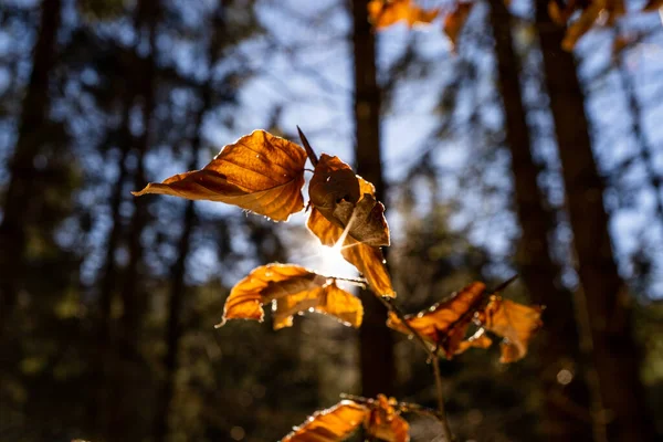 amazing brown leaf during sunset. macro photography of a leaf during fall in austria with a great sunset in the background. autumn leaf during sunset. brown leaf in autumn on a tree with the sun