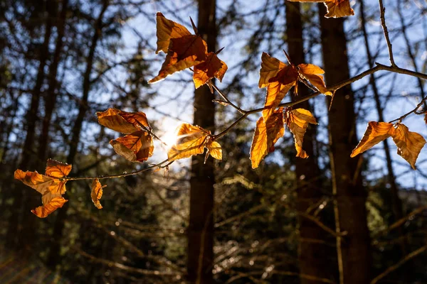 amazing brown leaf during sunset. macro photography of a leaf during fall in austria with a great sunset in the background. autumn leaf during sunset. brown leaf in autumn on a tree with the sun