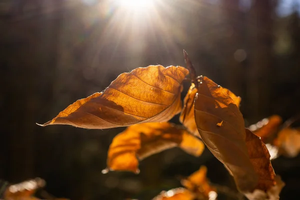 amazing brown leaf during sunset. macro photography of a leaf during fall in austria with a great sunset in the background. autumn leaf during sunset. brown leaf in autumn on a tree with the sun