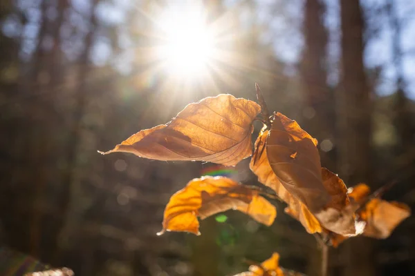 Erstaunliche Braune Blatt Während Des Sonnenuntergangs Makroaufnahme Eines Blattes Herbst — Stockfoto