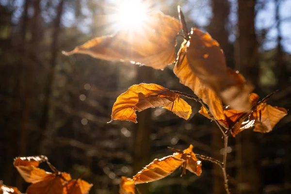 amazing brown leaf during sunset. macro photography of a leaf during fall in austria with a great sunset in the background. autumn leaf during sunset. brown leaf in autumn on a tree with the sun