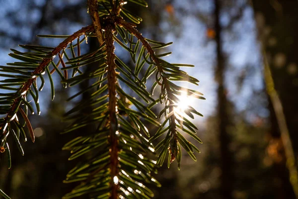 Drzewo Iglicowe Podczas Jesiennego Zachodu Słońca Austriackiej Europie Świetna Makro — Zdjęcie stockowe