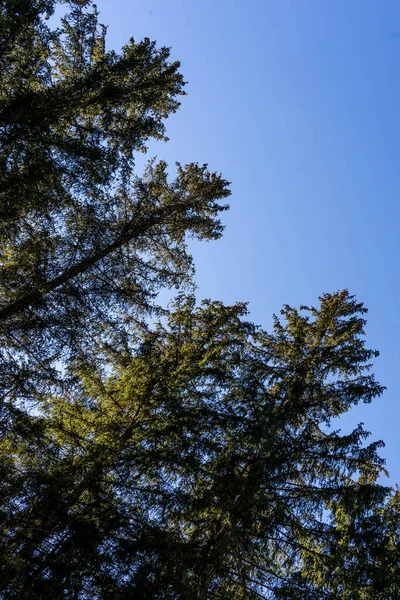 Árvores Agulha Isoladas Fundo Céu Azul Natural Árvores Isoladas Bela — Fotografia de Stock