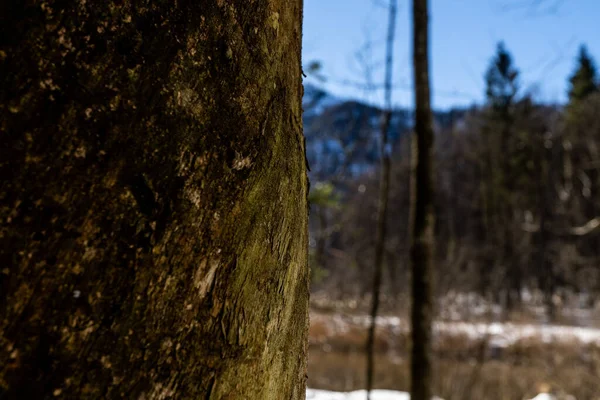 beautiful winter landscape with a tree in the foreground