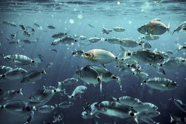 Ringel Brasem Onder Water Onder Water Fotografie Van Oceaan Vissen — Stockfoto