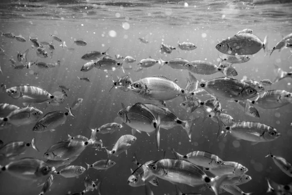 Ringel bream under water, under water photography of ocean fish in Croatia, fish swarm close up photo, amazing blue ocean with little fish in it, black and white image, black and white photography