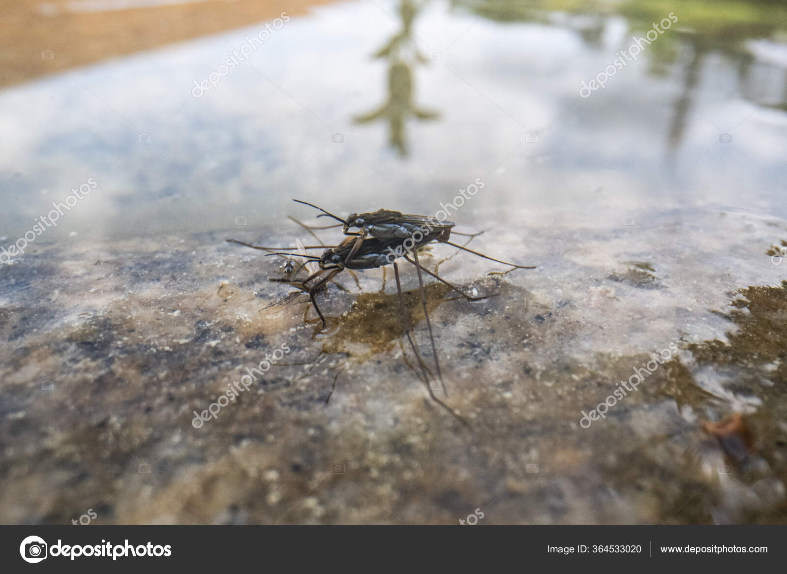 2020 Gerridae 2020 Gerridae