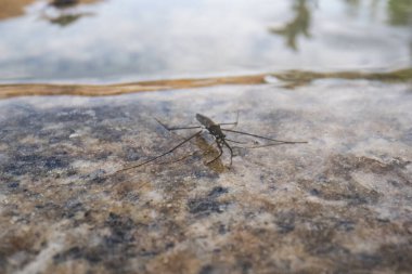 Gerridae böcekleri doğal ortamda. Gerridae, Hemiptera familyasından bir böcek familyasıdır..