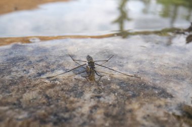 Gerridae böcekleri doğal ortamda. Gerridae, Hemiptera familyasından bir böcek familyasıdır..