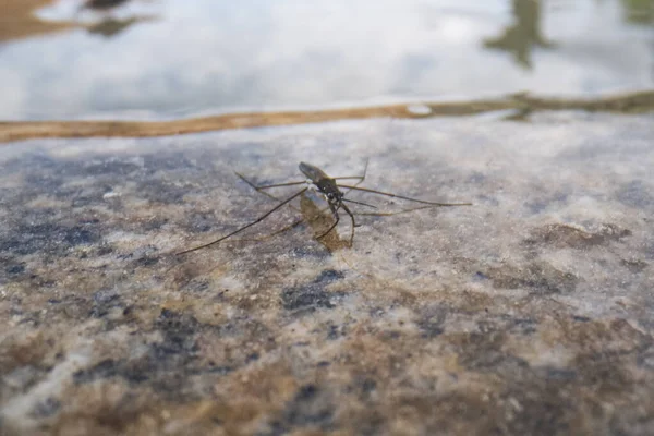 Έντομα Gerridae Στο Φυσικό Περιβάλλον Gerridae Είναι Μια Οικογένεια Εντόμων Royalty Free Φωτογραφίες Αρχείου