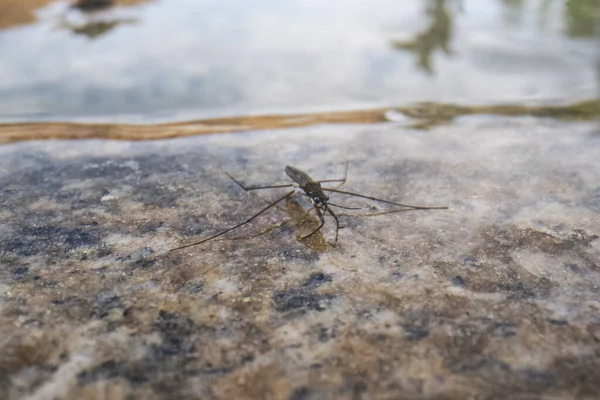 Gerridae Rovarok Természetes Környezetben Gerridae Család Rovarokból Áll Hemiptera Rend Stock Kép