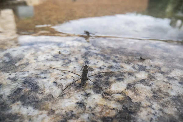 Έντομα Gerridae Στο Φυσικό Περιβάλλον Gerridae Είναι Μια Οικογένεια Εντόμων Royalty Free Εικόνες Αρχείου