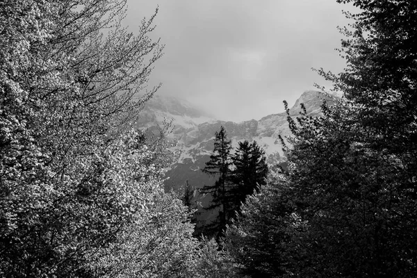 Τεράστιο Βουνό Μαύρο Και Άσπρο Μερικά Δέντρα Στο Προσκήνιο Όμορφο Εικόνα Αρχείου