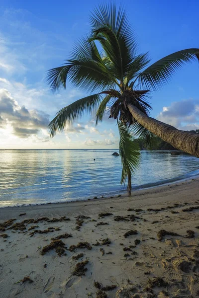 Palma única na praia paradisíaca, seicheles 2 — Fotografia de Stock
