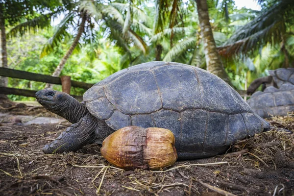 Retrato de una tortuga gigante 6 — Foto de Stock