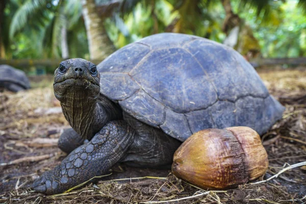 Retrato de una tortuga gigante 20 — Foto de Stock