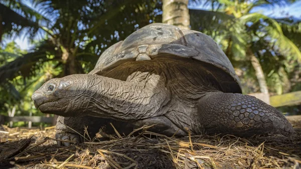 Porträtt av en gigantisk sköldpadda 36 — Stockfoto