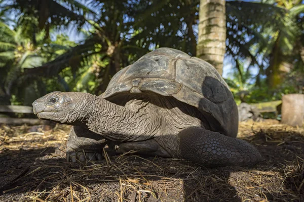 Retrato de una tortuga gigante 39 — Foto de Stock