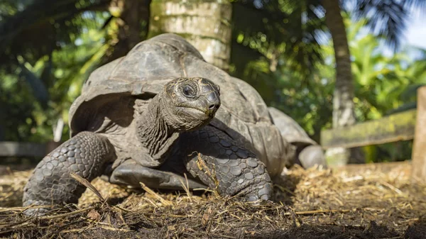 Retrato de una tortuga gigante 4 — Foto de Stock