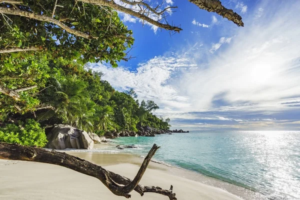Looking throug branches at paradise beach anse georgette,praslin — Stock Photo, Image