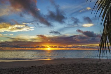 anse georgette, praslin, se gün batımında palmiye yaprağı bakarak