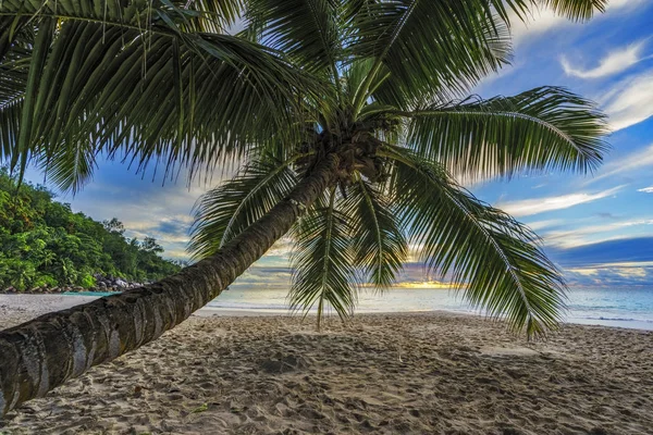 Door middel van palmtak kijken naar zonsondergang in anse georgette, praslin, se — Stockfoto