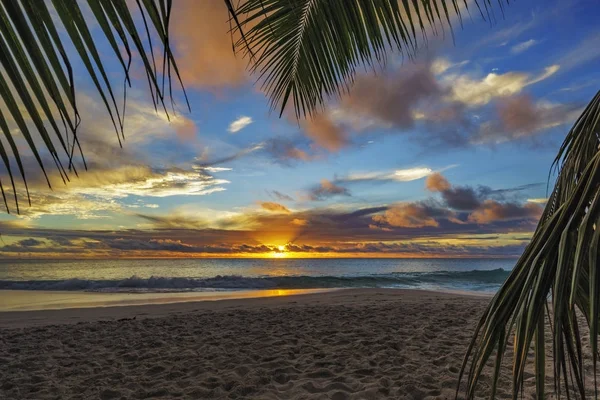 Patrząc przez liść palmowy o zachodzie słońca w anse żorżety, praslin, se — Zdjęcie stockowe