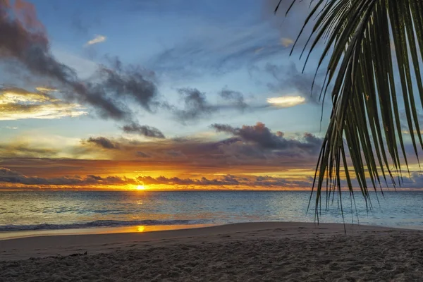 Mirando a través de la hoja de palma al atardecer en anse georgette, praslin, se — Foto de Stock