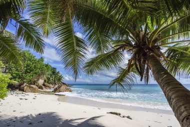 Cennet plaj anse, palmiye ağaçlarının dolma, la digue, Seyşel