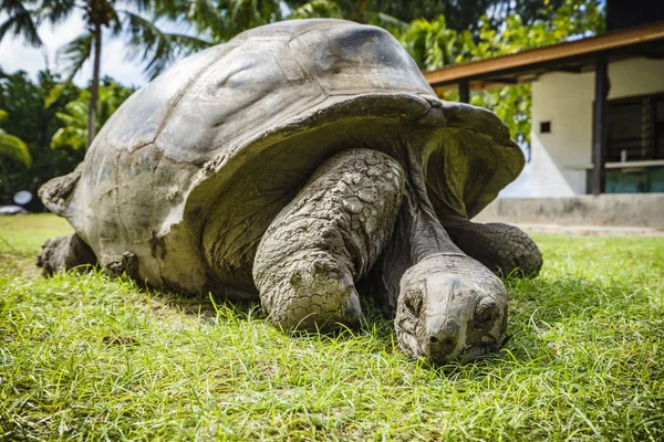 Retrato de una tortuga gigante 45 — Foto de Stock