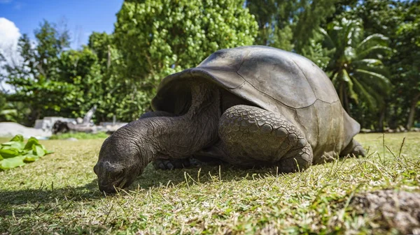 Retrato de una tortuga gigante 55 — Foto de Stock