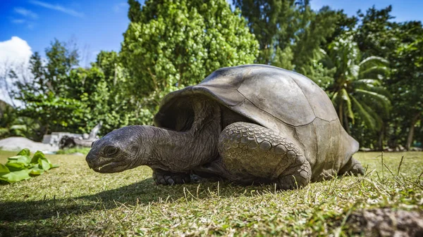 Retrato de una tortuga gigante 56 — Foto de Stock